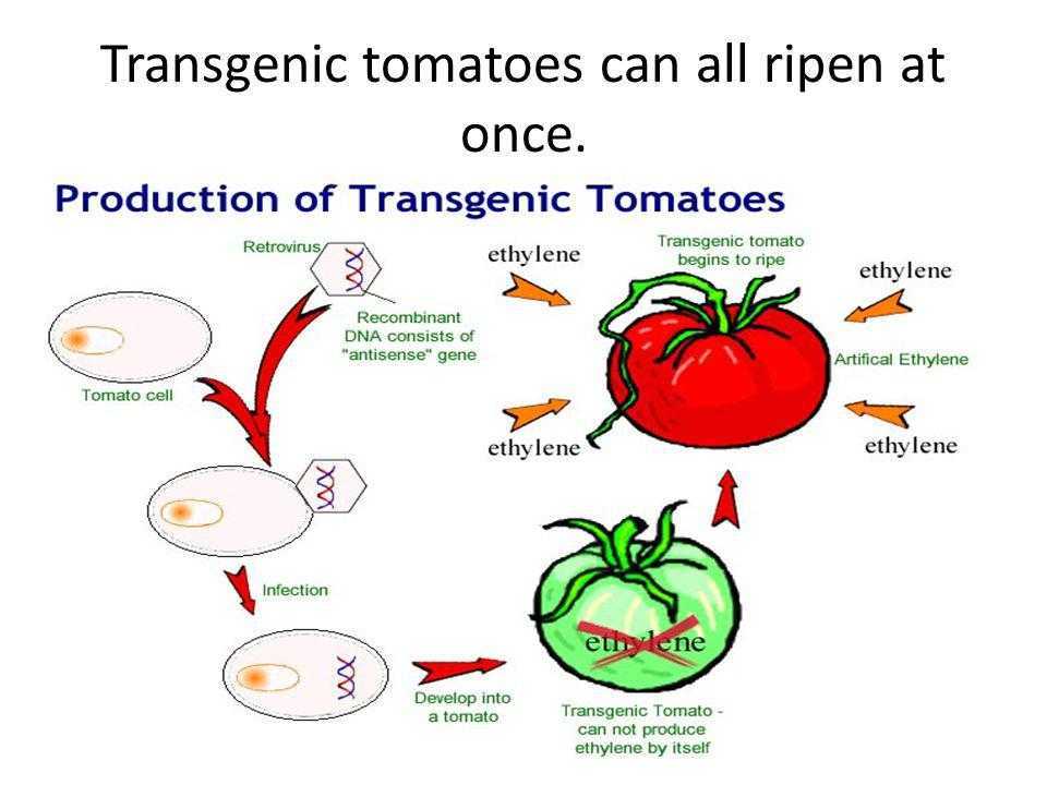 transgenic organism-تراریخته